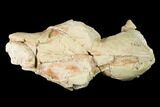 Rare, Fossil Bear Dog (Daphoenus) Skull Section - South Dakota #143966-2